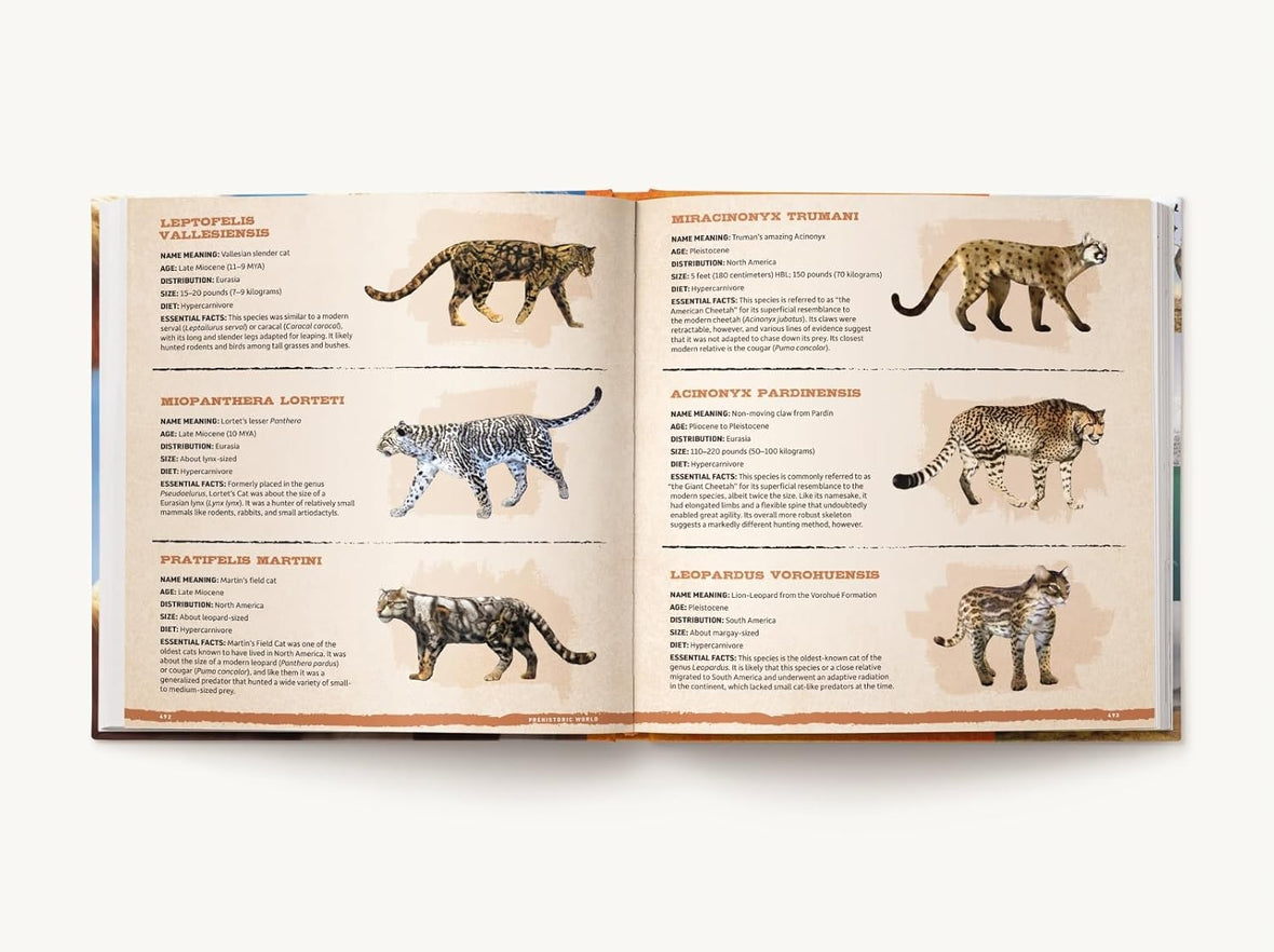 North America Biggest Prehistoric Cat 1+ Thousand Smilodon Cat